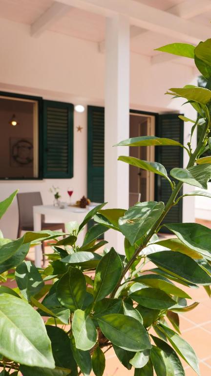eine große grüne Pflanze vor einem Haus in der Unterkunft Spiaggia Dorata in Peschici