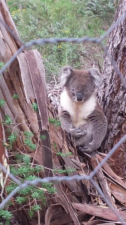un koala seduto accanto a un albero di Stringybark Hills Retreat a Mylor