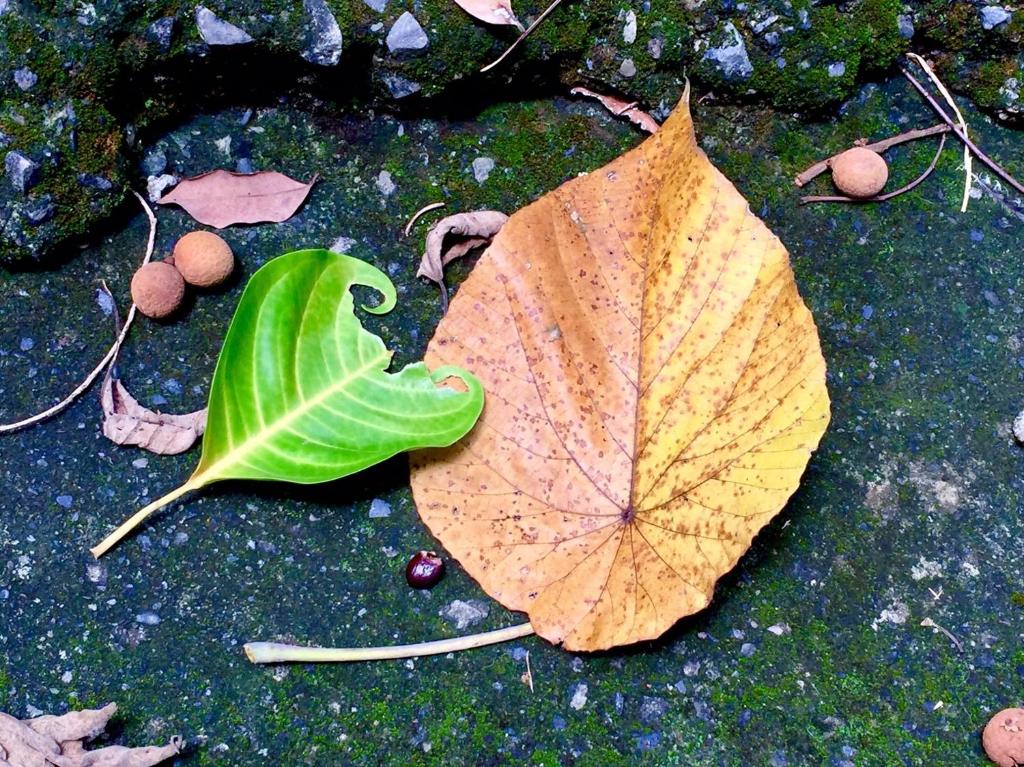 uma folha castanha no chão com uma folha verde em Juo House em Fanlu