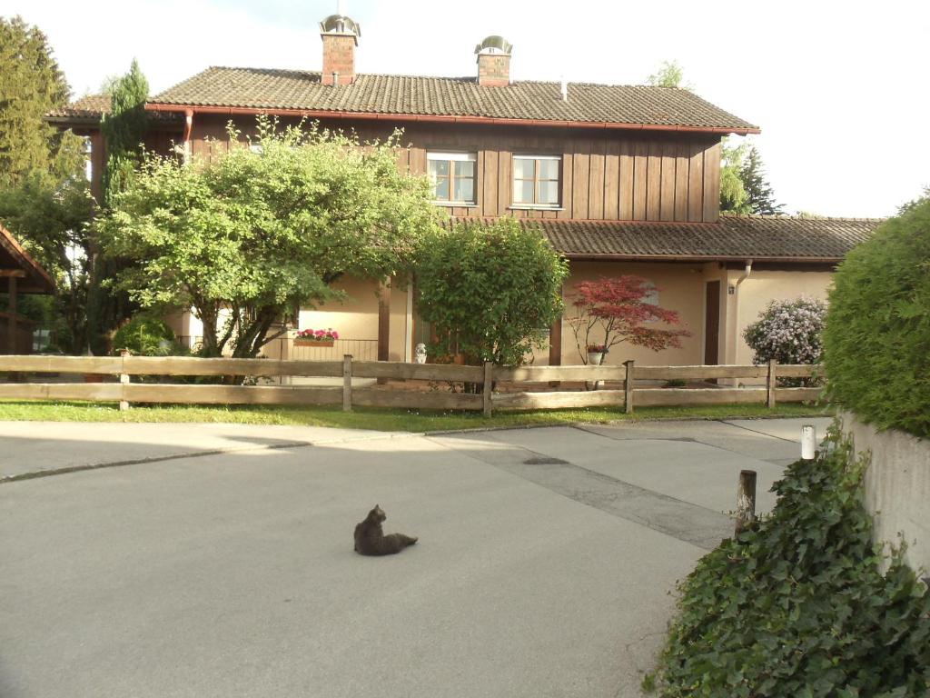 a cat sitting in the street in front of a house at Haus Martina in Siegsdorf