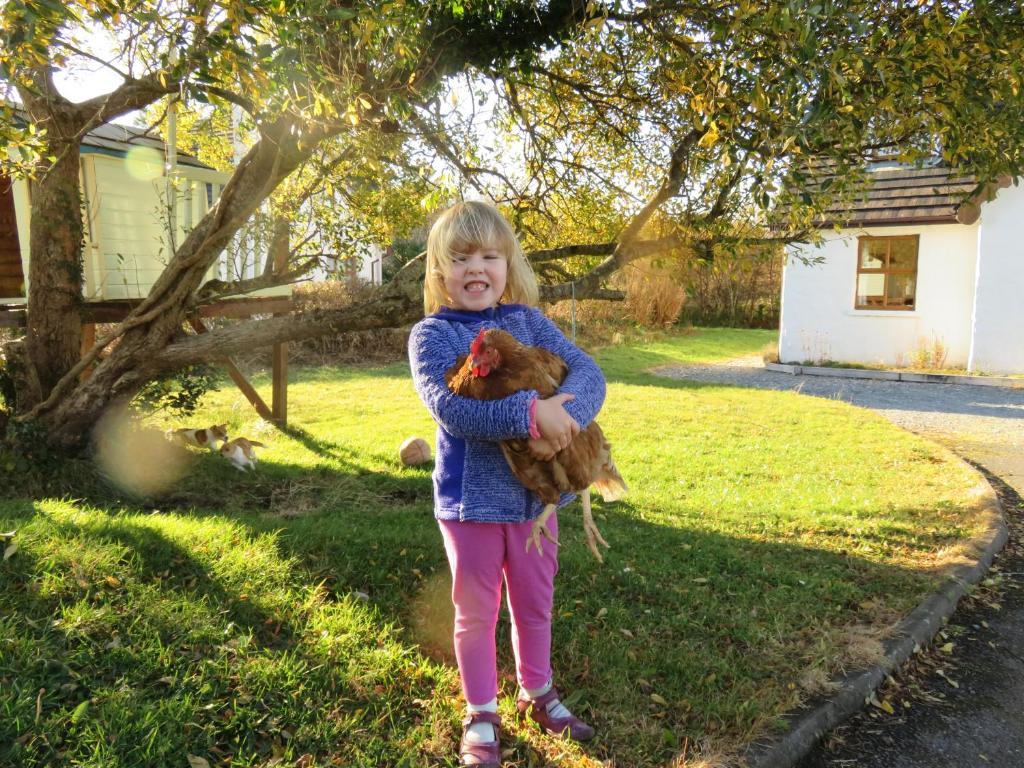una niña sosteniendo un pollo en un patio en Letterfrack Farm Cottage in village on a farm beside Connemara National Park, en Letterfrack