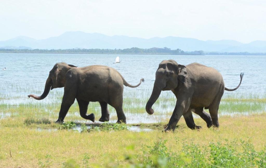 Gallery image of Primate Centre in Polonnaruwa