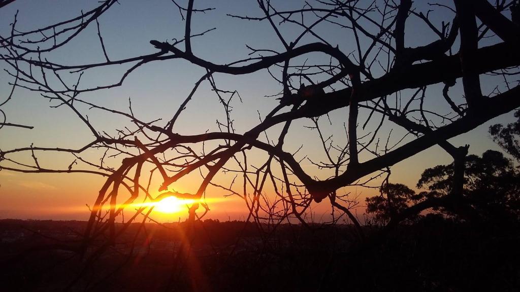 um pôr-do-sol visto através dos ramos de uma árvore em Alfazema Sunset House em Vila Nova de Gaia