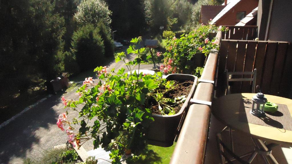 Zahrada ubytování Apartmány Lipka
