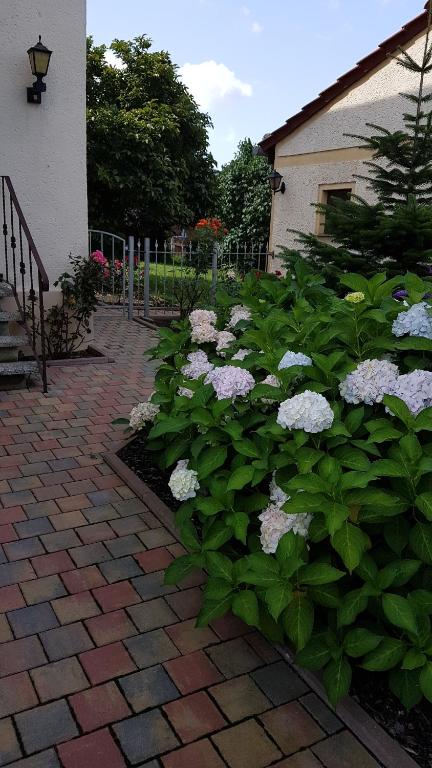 einen Garten mit weißen Blumen vor einem Gebäude in der Unterkunft Ferienwohnung2 Grimma in Grimma