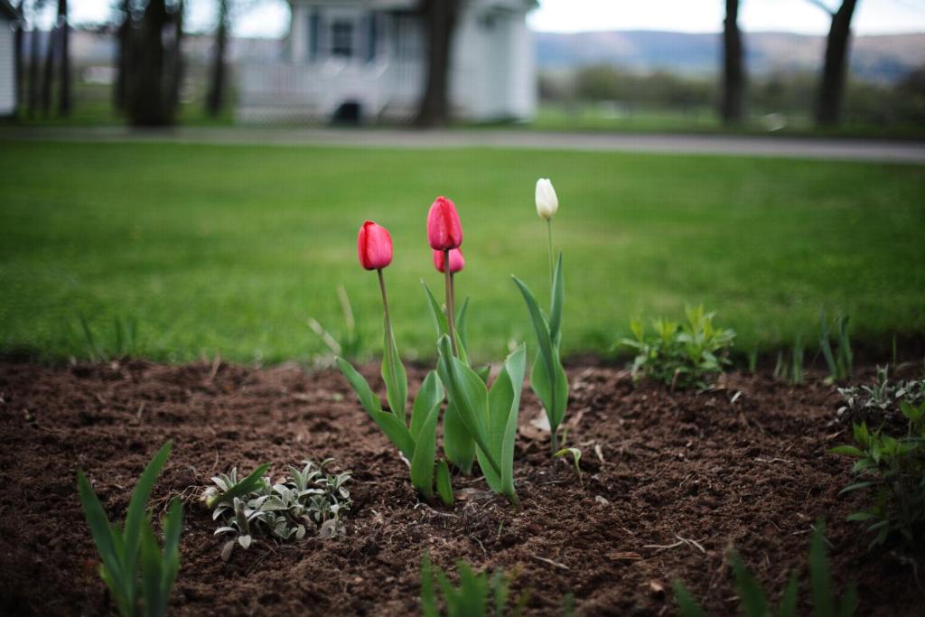 three red and white tulips in a garden at CARLETON INN & COTTAGES in Bridgetown