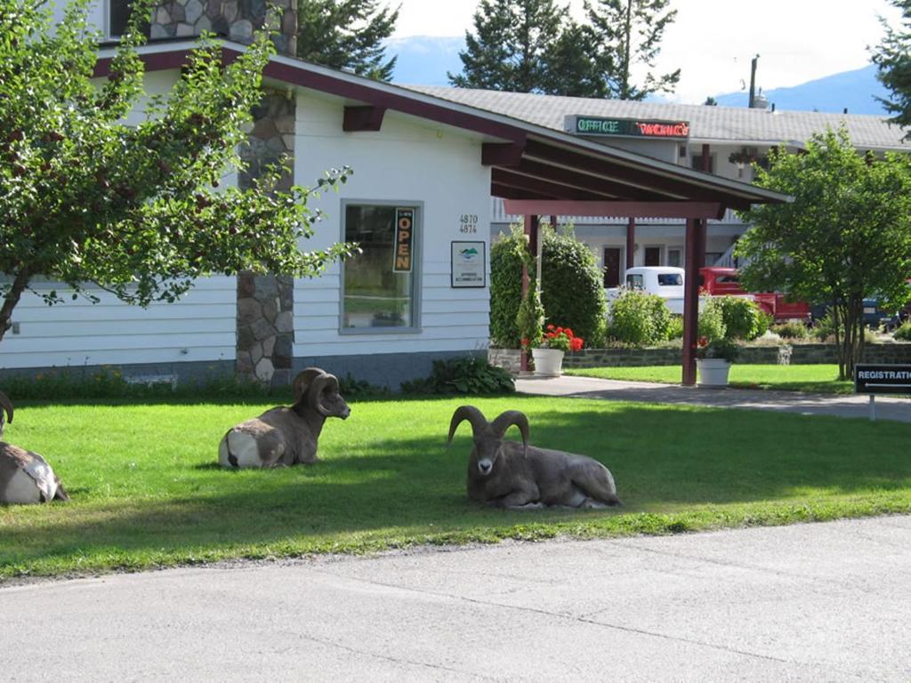 three rabbits laying in the grass in front of a building at Mountain Springs Motel in Radium Hot Springs