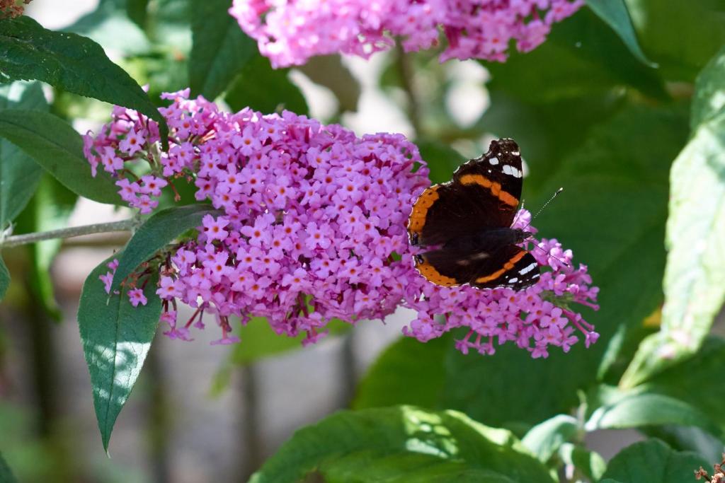 Un papillon est assis sur une fleur violette dans l'établissement Fern Cottage, à Dorchester