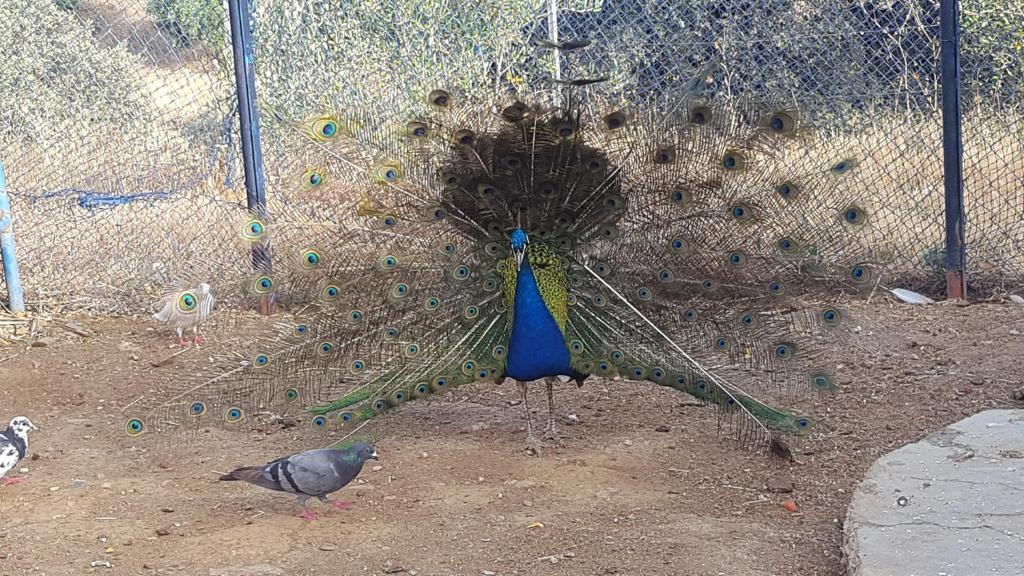 Fotografie z fotogalerie ubytování Relais De Tahla v destinaci Aïn Bou Mahdi