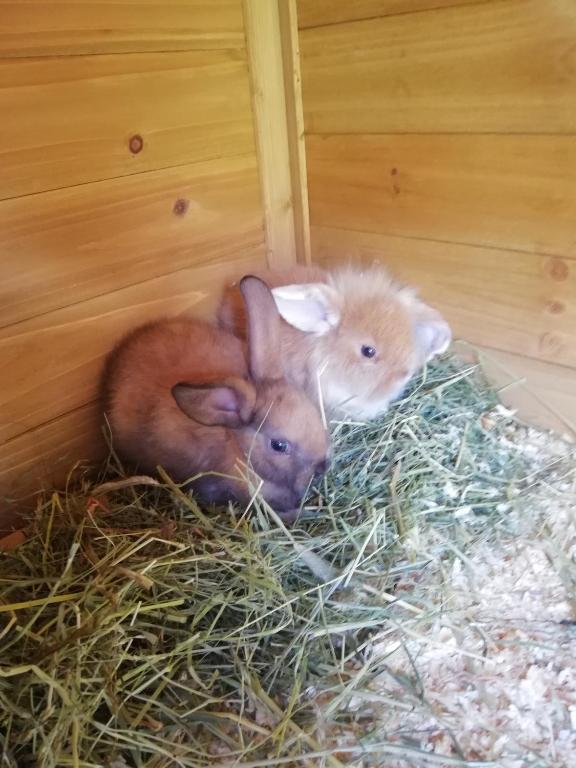 Zvířata v hotelu nebo okolí