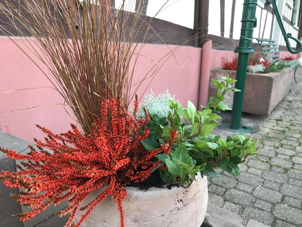 Zahrada ubytování Maison d'hôtes Aux Deux Cigognes