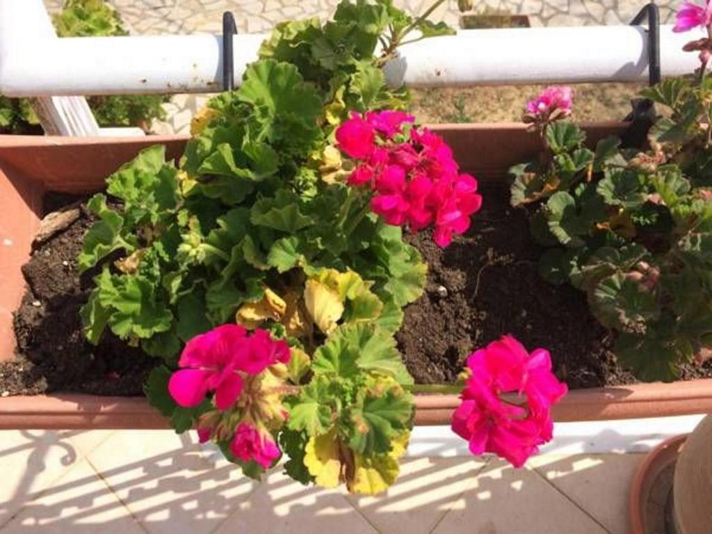 a group of pink flowers in a planter at Sunny Studios in Svoronata