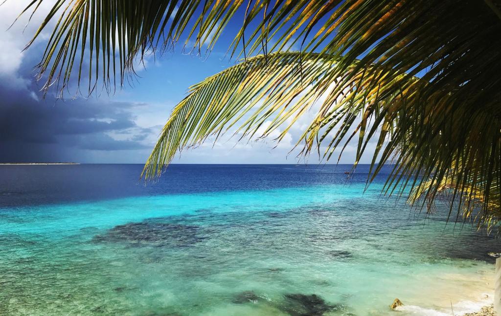 a view of the ocean from under a palm tree at The Laughing Seahorse in Hato