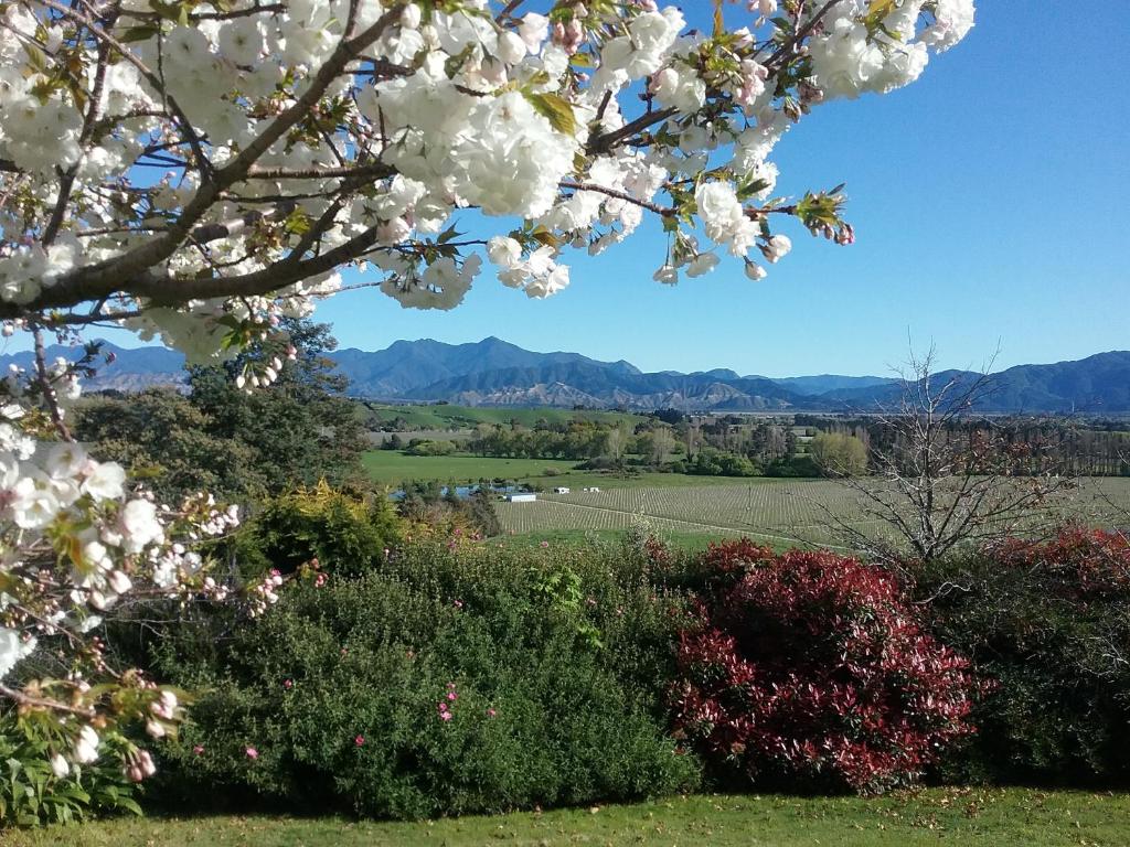 a magnolia tree with a view of a field and mountains at Omaka Heights Countrystay in Renwick