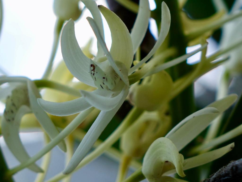 Wharepuke Subtropical Accommodation - Resim 23