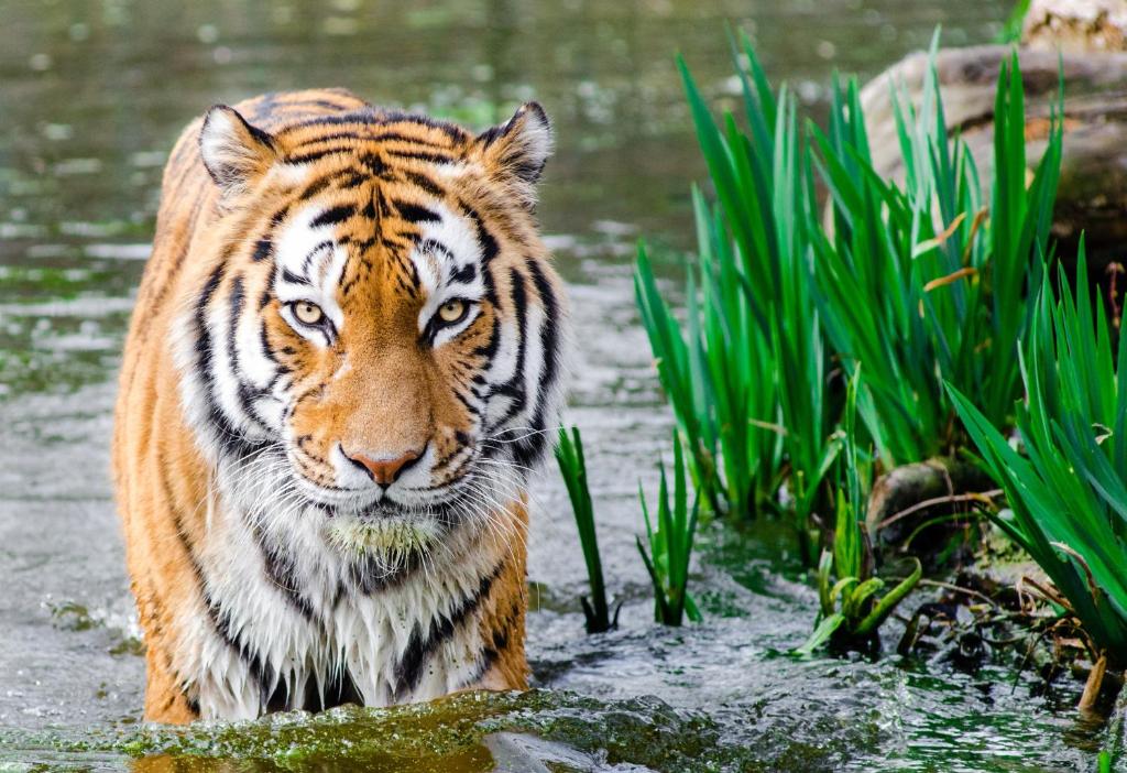 un tigre parado en el agua cerca de la hierba en Chitwan Park Village, en Sauraha