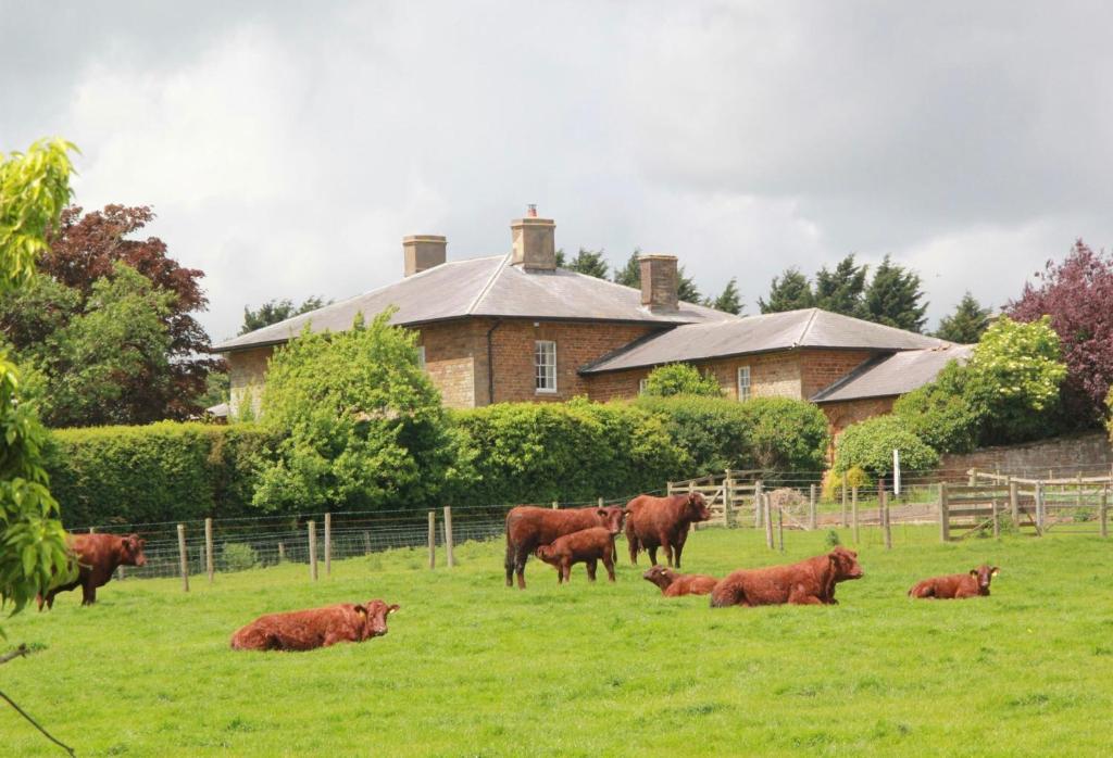 un groupe de vaches dans un champ devant une maison dans l'établissement Seawell, à Towcester