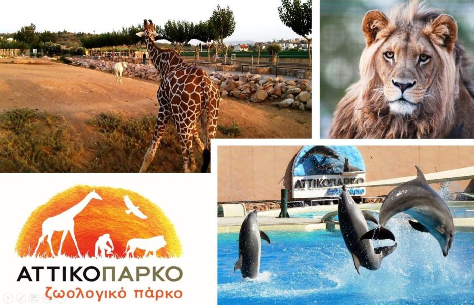 Georgias house 7 min from Athens airport - 12