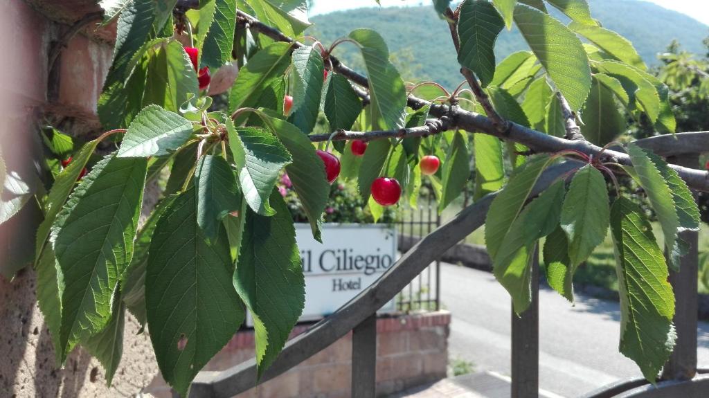 Vonkajšia záhrada v ubytovaní Guesthouse il Ciliegio
