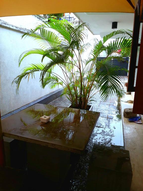 Mynd úr myndasafni af "27" Spathodea- Oasis in the City í Colombo