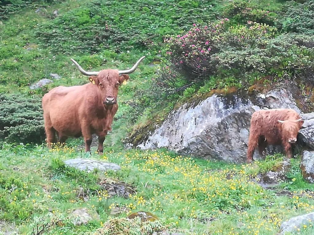 une vache et une petite vache debout dans un champ dans l&#39;établissement Haus Pechtl, à Sankt Leonhard im Pitztal