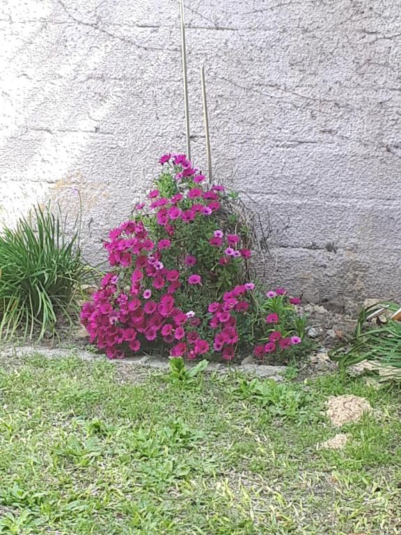 een bos roze bloemen voor een muur bij Alamafuerte in San Pedro