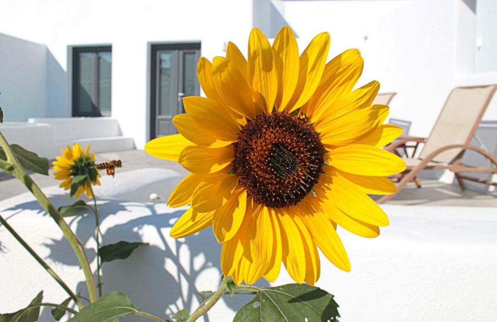 Fotografie z fotogalerie ubytování Filira Suites v destinaci Perissa