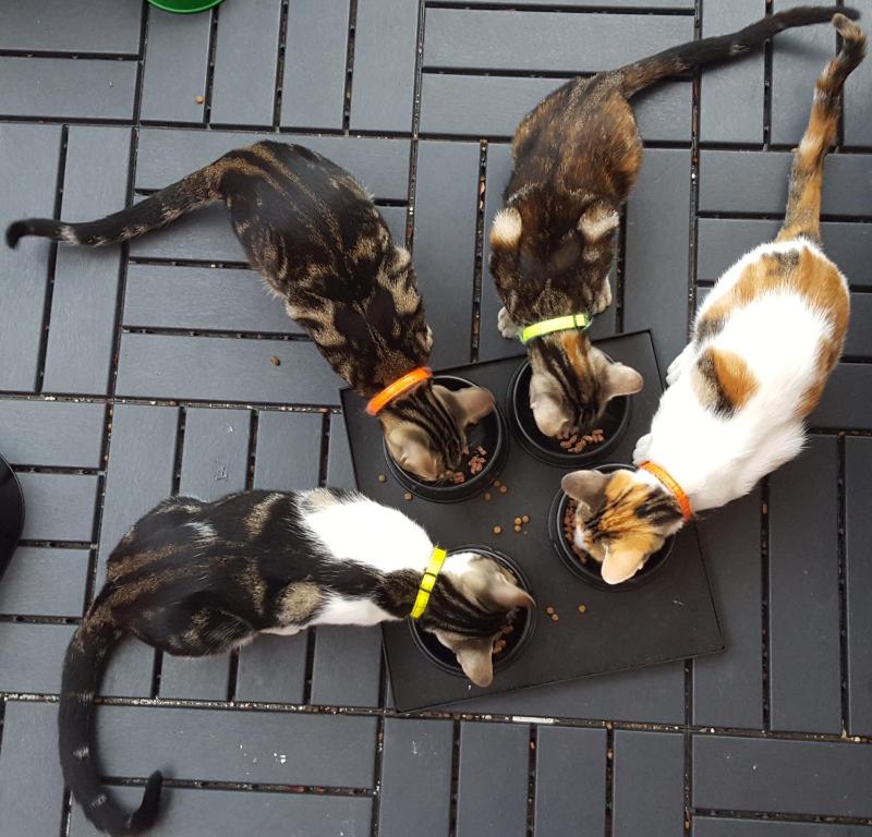 Tings Lisbon - Resim 17