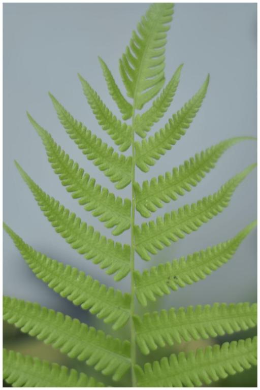  Pousada Hostel Macondo Itamambuca