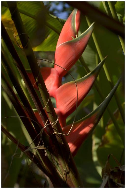 Pousada Hostel Macondo Itamambuca