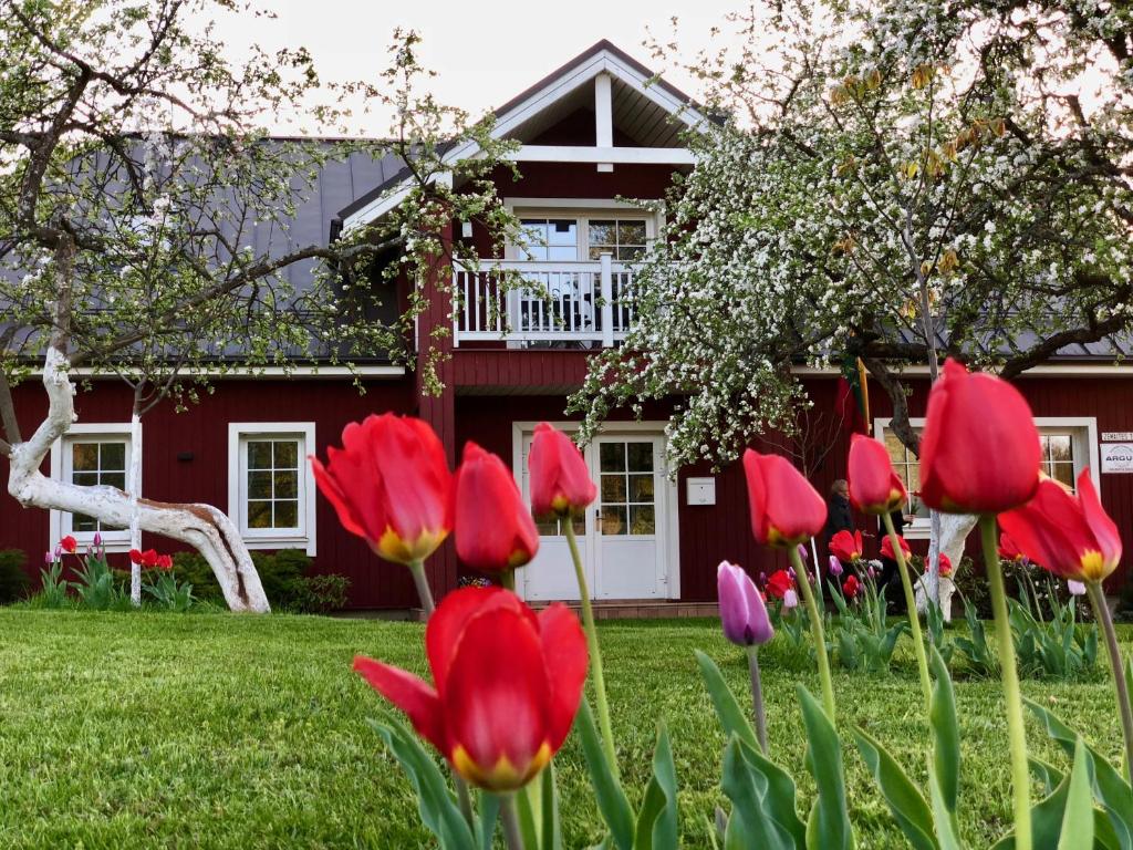 a group of red tulips in front of a house at Villa Sofia Boutique Trakai in Trakai