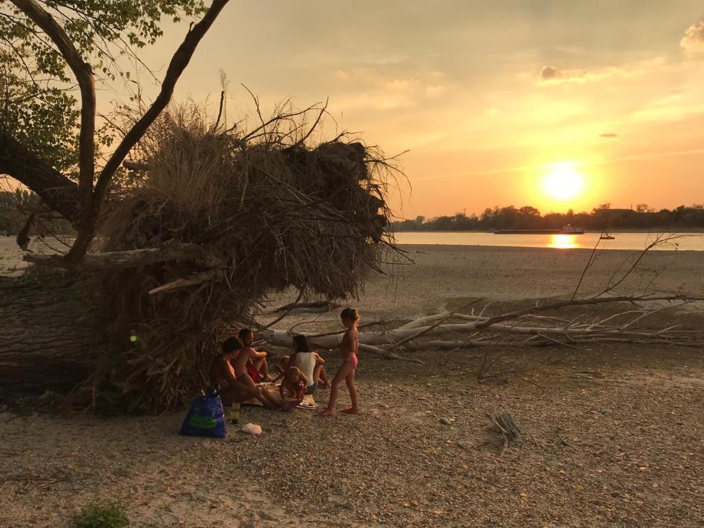 a group of children standing around a tree on the beach at TOBO house along the river Danube in Radvaň nad Dunajom