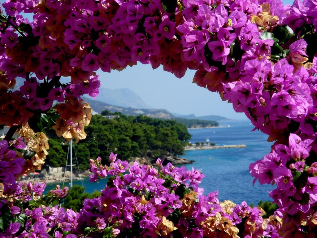 un ramo de flores púrpuras con vistas al agua en Villa Bose en Brela