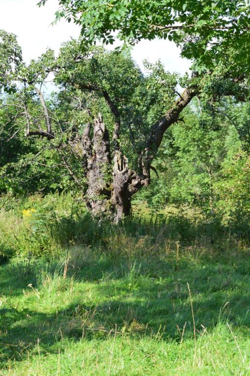 Fotografia z galérie ubytovania Gospodarstwo Agroturystyczne Chata na Izerskim Wzgórzu v destinácii Mirsk