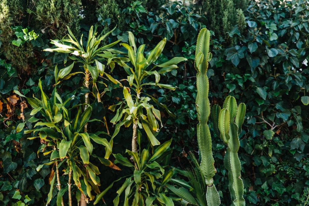 a large green plant in front of a bush at Mi Refugio in Alicante