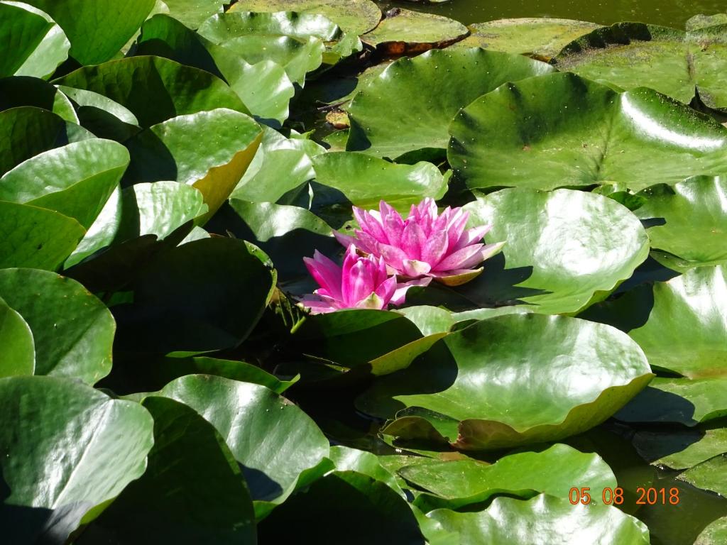 a pink water lily in a pond with green leaves at La ferme aux chats in Formigny