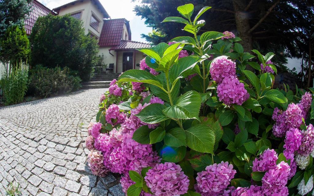 um arbusto de flores roxas numa estrada de tijolos em Villa Jaśmin em Zielona Góra