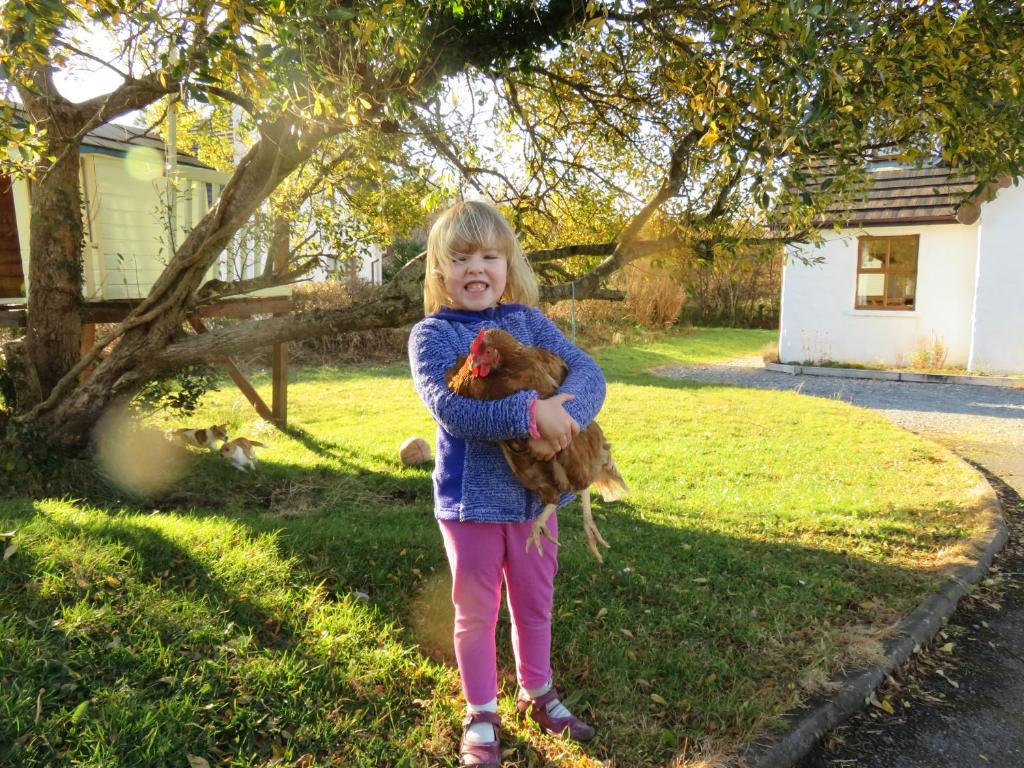 Heatherhill Farm Cottage in Letterfrack beside Connemara National Park في ليترفراك: فتاة صغيرة تمسك الدجاج في الفناء