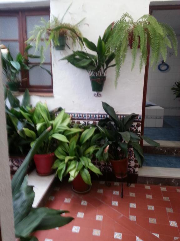 a bunch of potted plants in a room at Casa Rural La Verdura in Ubrique
