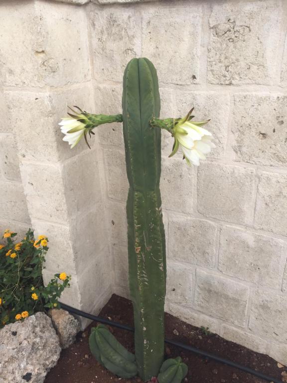 Gambar di galeri bagi Cactus e ulivi villa a Speziale di Montalbano