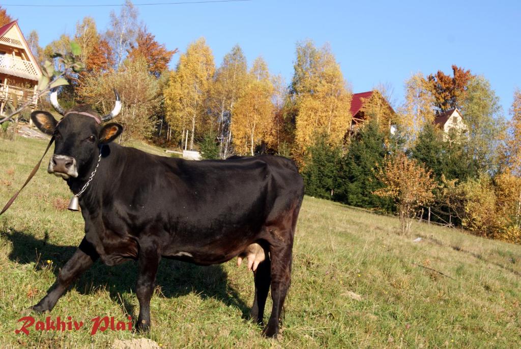 Zvířata v penzionu nebo okolí
