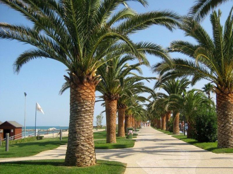 rząd palm na chodniku w pobliżu plaży w obiekcie BED AND BREAKFAST SAPORE DI MARE A 50 MT dalla SPIAGGIA w mieście Grottammare
