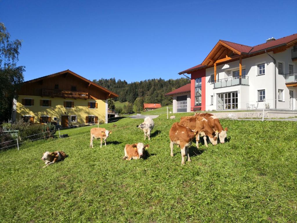 Zvířata v apartmánu nebo okolí