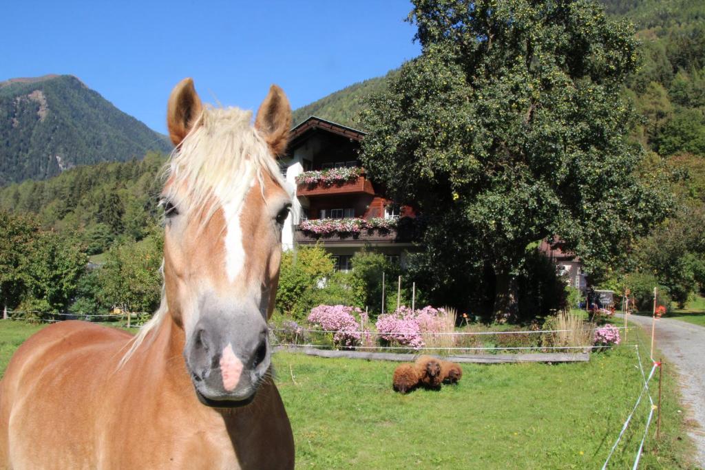 un caballo parado en un campo frente a una casa en Bio-Bauernhof Auernig, en Obervellach