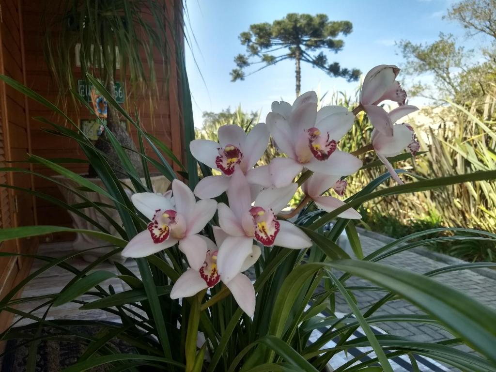  Chalé Rosa