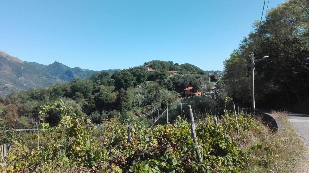 Blick auf einen Hügel mit Bäumen und eine Straße in der Unterkunft Casa Greta in Massarosa