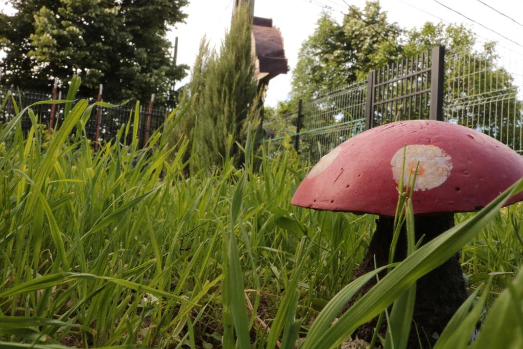Zahrada ubytování Pensiunea Minodora