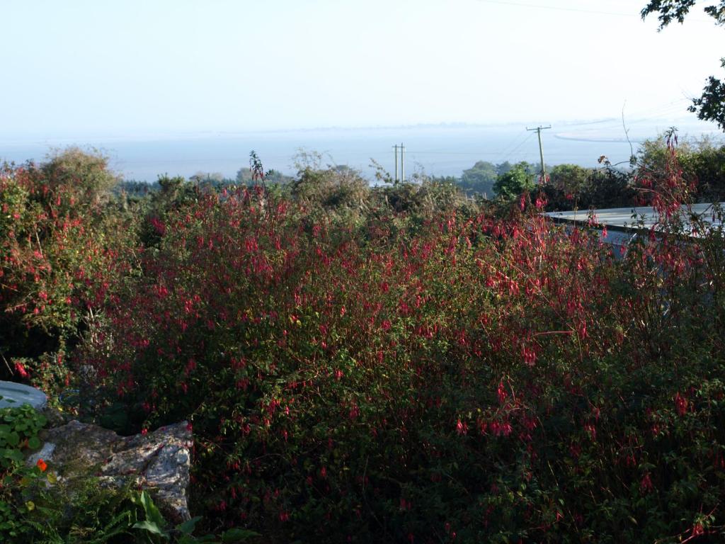 a field of red flowers on a hill at ocean view in Wexford