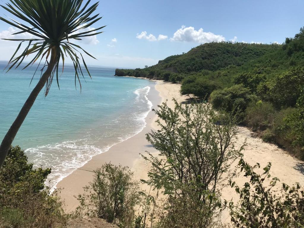 a beach with a palm tree and the ocean at Ekas Surf & Kitesurfing Resort in Ekas