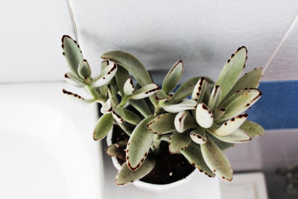 a plant in a pot hanging on a wall at Olosuites in Limassol